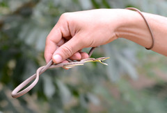 Oxybelis microphthalmus