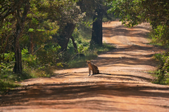 Panthera pardus kotiya