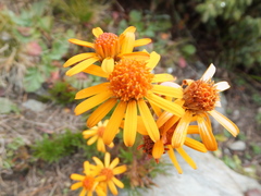 Jacobaea abrotanifolia