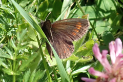 Erebia pharte