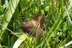 Erebia pharte