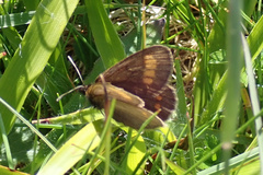 Erebia pharte
