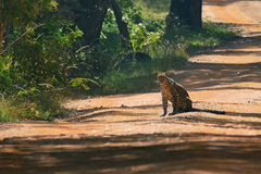 Panthera pardus kotiya