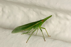 Melicharoptera