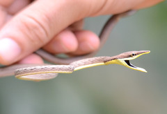 Oxybelis microphthalmus