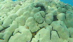 Porites lobata