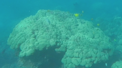 Porites lobata