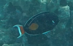 Acanthurus achilles
