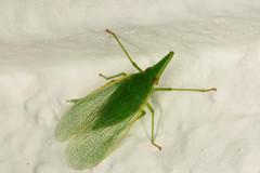 Melicharoptera