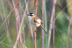 Culicivora caudacuta