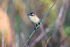 Culicivora caudacuta