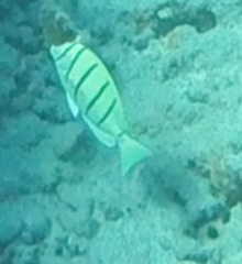 Acanthurus triostegus sandvicensis