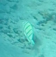 Acanthurus triostegus sandvicensis