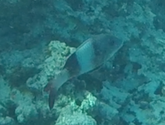 Parupeneus insularis