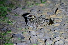 Eleothreptus anomalus