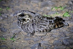 Eleothreptus anomalus