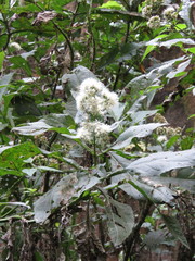 Critonia quadrangularis