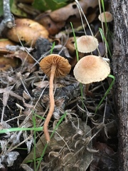 Tubariaceae