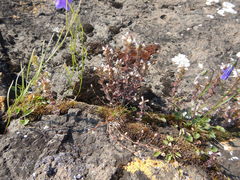 Euphrasia hudsoniana