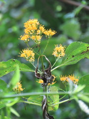 Sinclairia glabra