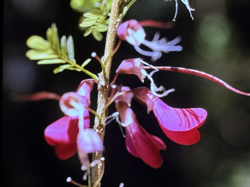 Caracolillo (Poitea punicea)