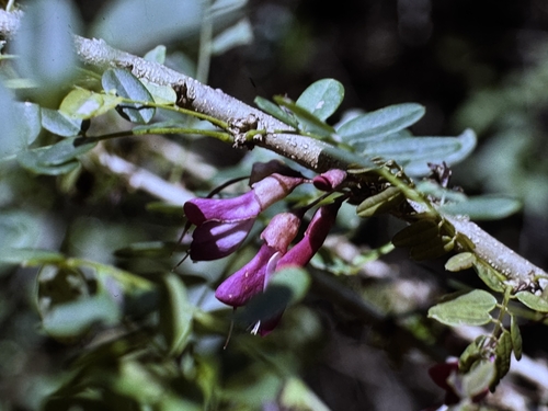 Poitea punicea, photograph 4