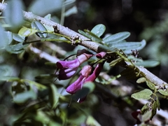 Poitea punicea, photograph (c) Matt Lavin, some rights reserved (CC BY-SA)