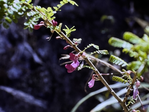Poitea punicea, photograph 5