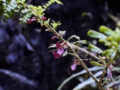 Poitea punicea, photograph (c) Matt Lavin, some rights reserved (CC BY-SA)