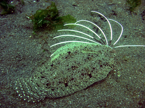 Cockatoo Flounder — seen at this dive site