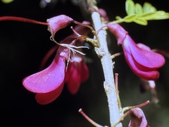 Poitea punicea, photograph (c) Matt Lavin, some rights reserved (CC BY-SA)