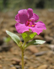 Diplacus deschutesensis