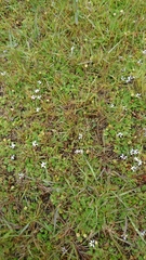 Lobelia pratiana