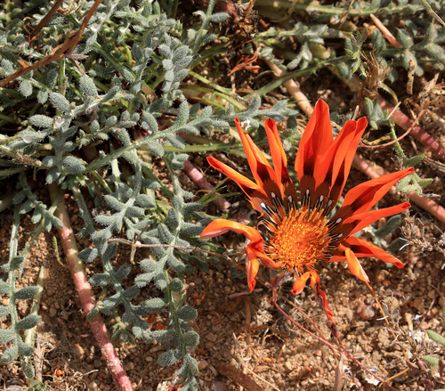 Magnificent Gazania (Gazania leiopoda)