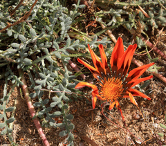 Gazania leiopoda