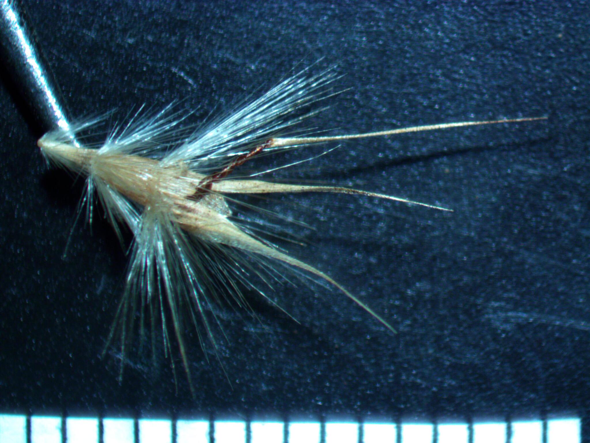 Rytidosperma tenuius