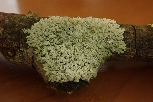 Smooth Shadow-crust Lichen
