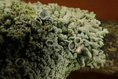 Smooth Shadow-crust Lichen