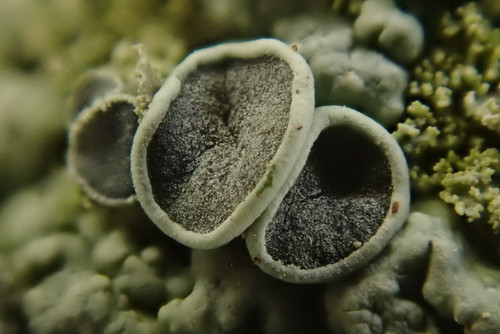 Smooth Shadow-crust Lichen