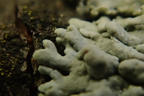 Smooth Shadow-crust Lichen