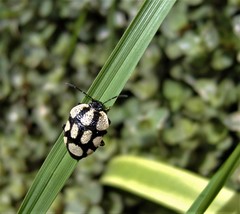 Stiretrus decastigmus