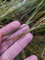 Palm Sedge (Carex gentilis)