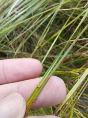 (c) Jason, some rights reserved (CC BY) Carex gentilis, photograph (c) Jason, some rights reserved (CC BY)