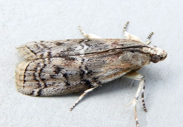 Viburnum Glyptocera Moth