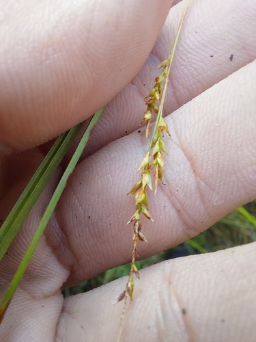 Carex gentilis, photograph 3