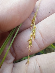 (c) Jason, some rights reserved (CC BY) Carex gentilis, photograph (c) Jason, some rights reserved (CC BY)