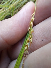 (c) Jason, some rights reserved (CC BY) Carex gentilis, photograph (c) Jason, some rights reserved (CC BY)
