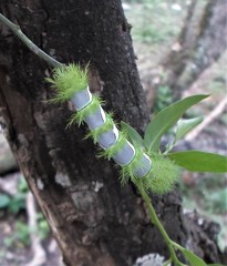 Automeris umbrosa