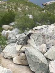 Ctenosaura nolascensis