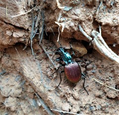 Brachygnathus angusticollis